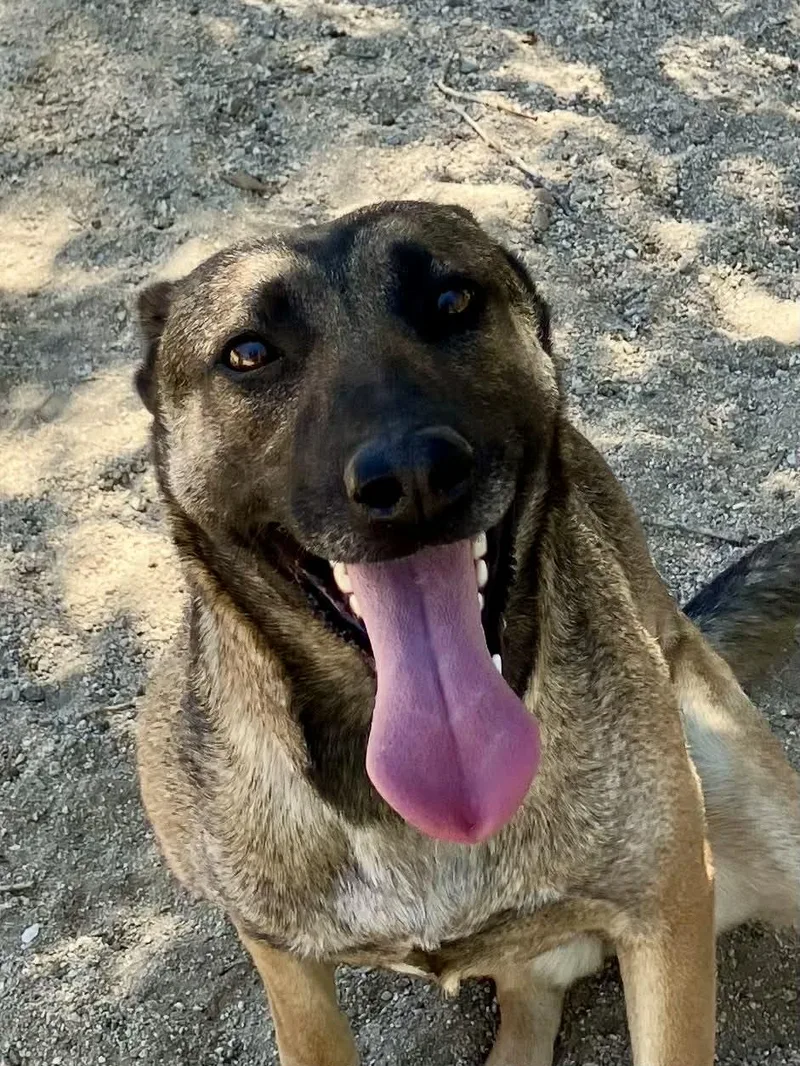 An adult large-sized female Belgian Shepherd / Malinois dog named Rylee for adoption in Vancouver, WA