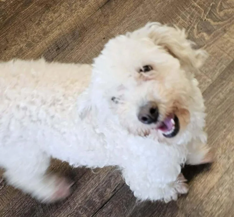 An adult small-sized female White / Cream Poodle dog named Luna for adoption in Santa Rosa, CA