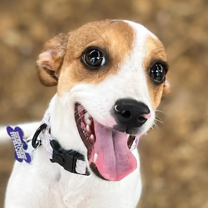 A young small-sized female White / Cream Jack Russell Terrier dog named Gigi for adoption in Boerne, TX