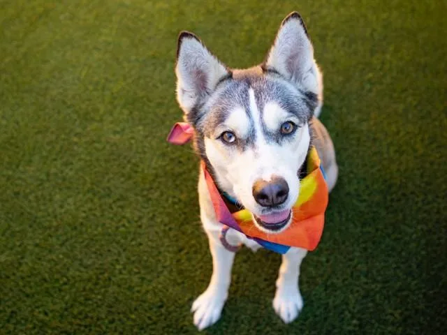 An adult large-sized female Siberian Husky dog named Silver for adoption in Phoenix, AZ
