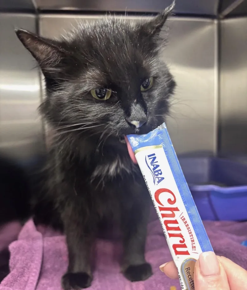 An adult medium-sized female Black Domestic Long Hair cat named Breanne for adoption in Herculaneum, MO