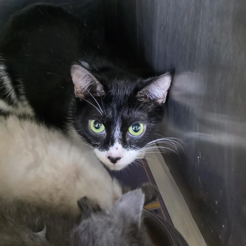 An adult small-sized female Black Domestic Short Hair cat named Peli for adoption in Troy, IL