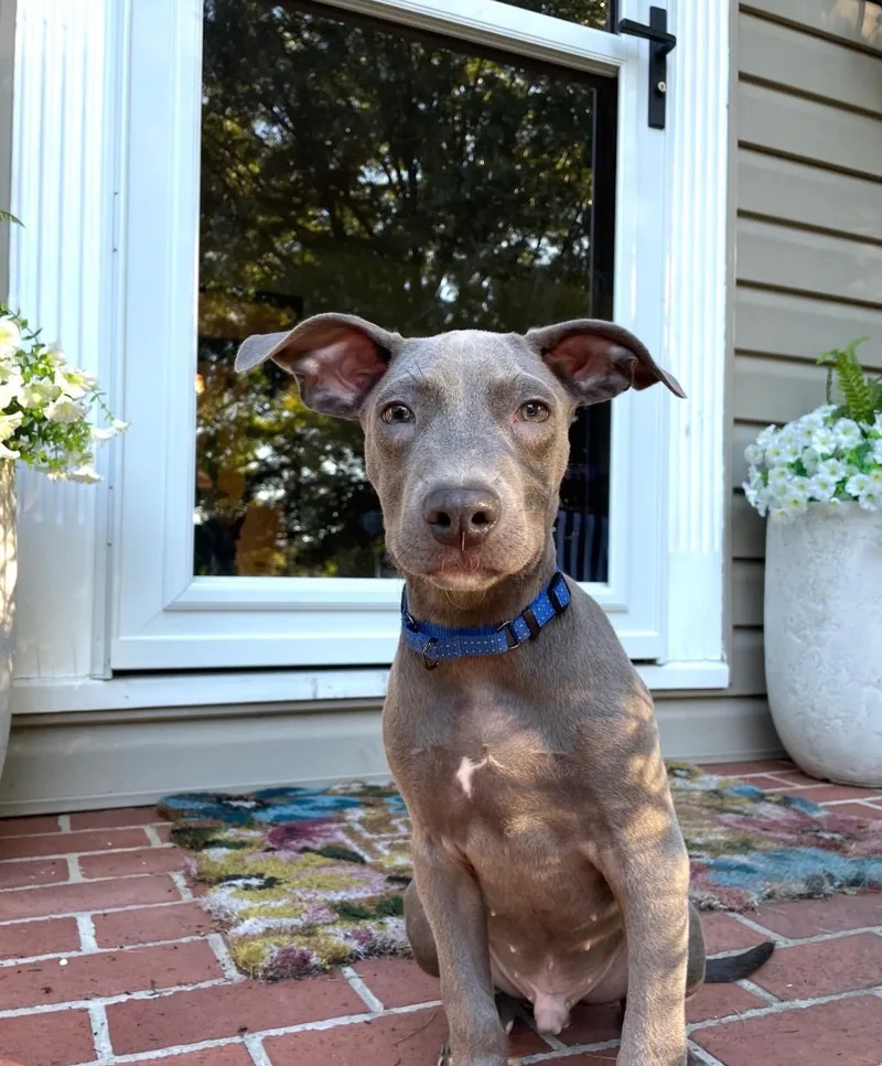 A baby medium-sized male Labrador Retriever dog named Jon Snow for adoption in Houston, TX