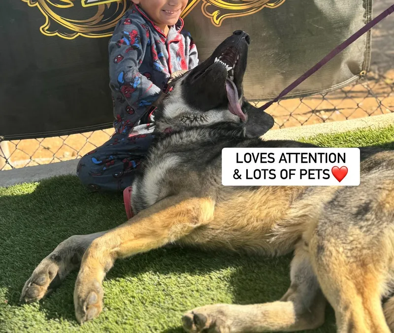 An adult large-sized male German Shepherd Dog dog named Alpha for adoption in Rockdale, TX