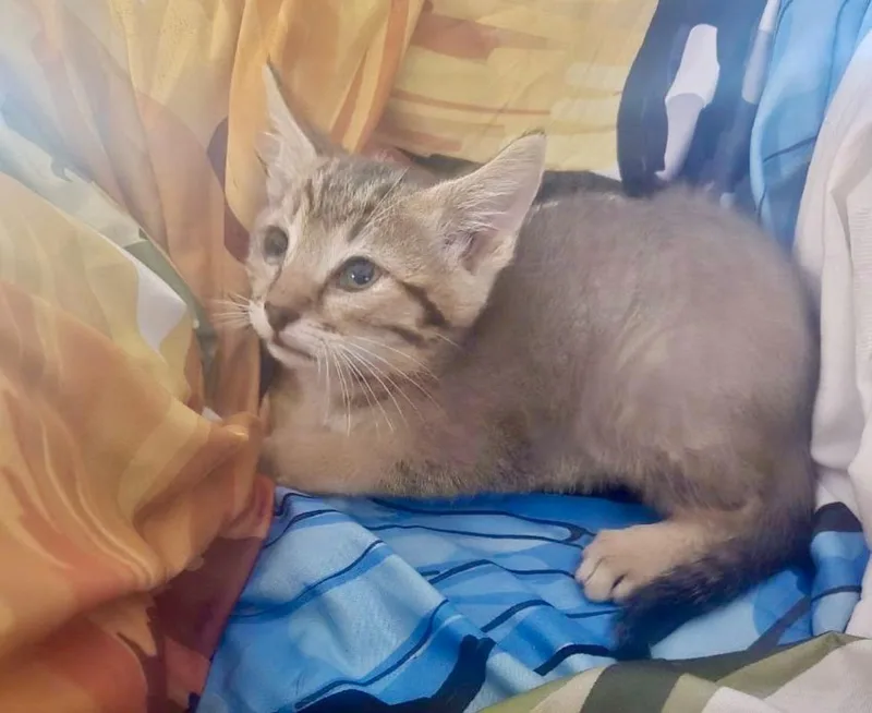 A baby medium-sized male Blue Cream Abyssinian cat named Hunter for adoption in Carnegie, OK
