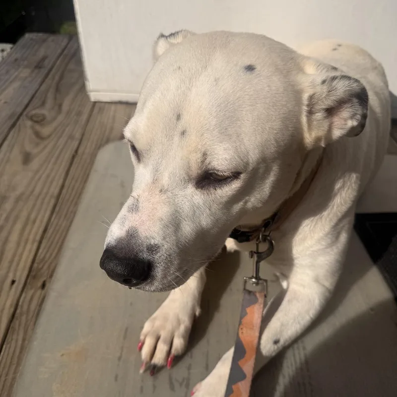 An adult medium-sized female White / Cream Mixed Breed dog named Sugar for adoption in Columbus, GA