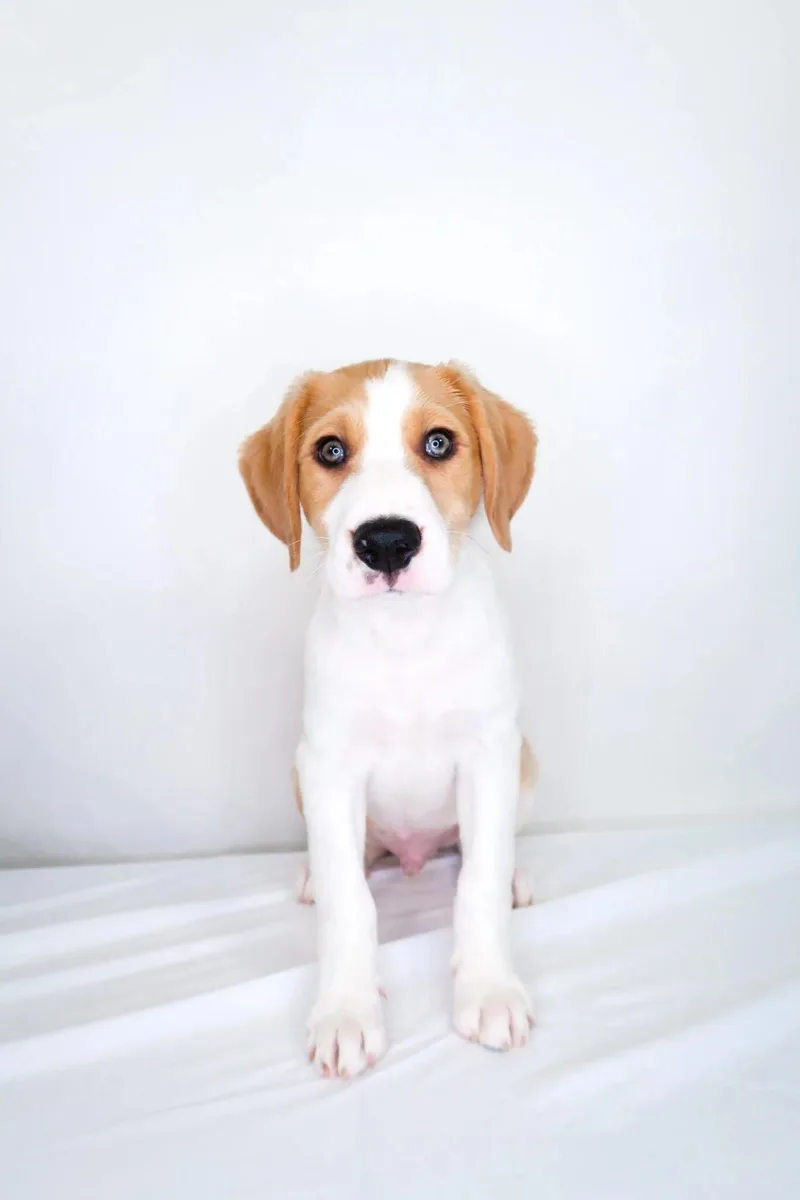 A baby medium-sized male White / Cream Shepherd dog named Dean DiLaurentis for adoption in Bixby, OK