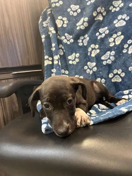 A baby small-sized female Pointer dog named Pico for adoption in Mobile, AL