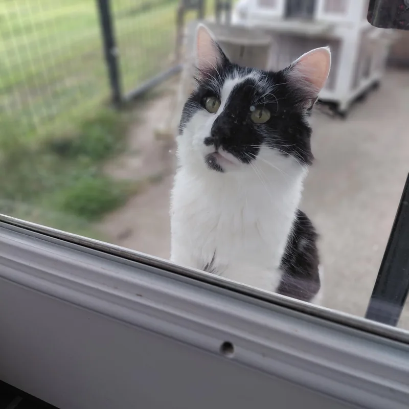 Lenny thumbnail 3