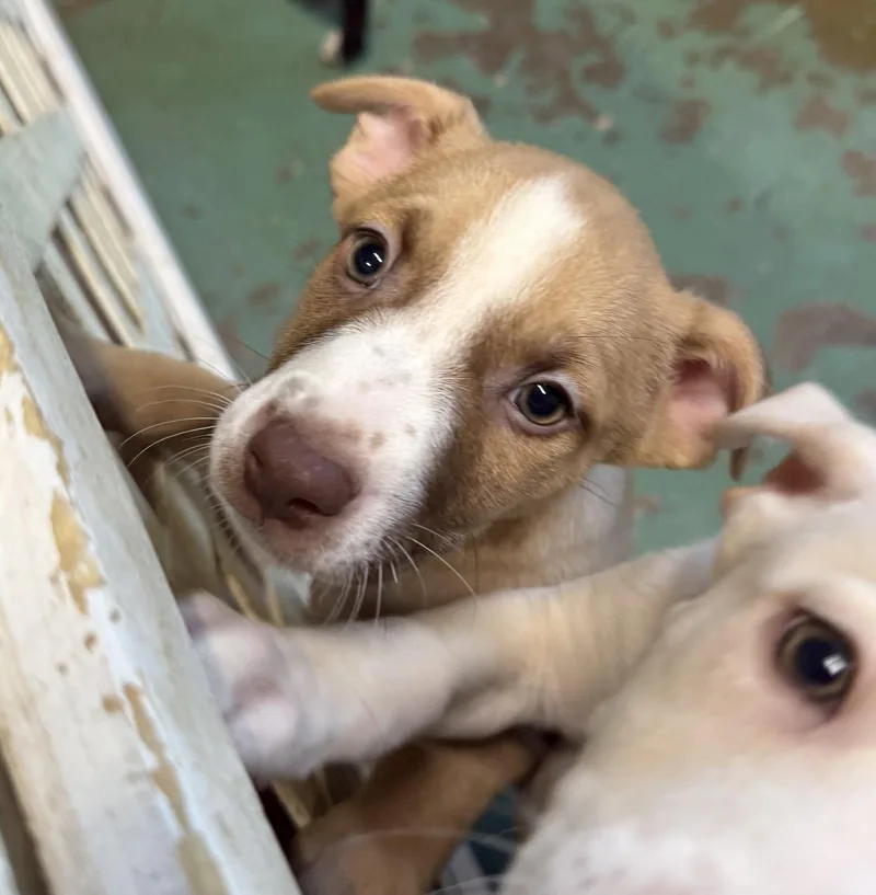 A baby medium-sized male American Staffordshire Terrier dog named Quill for adoption in GILBERTS, IL