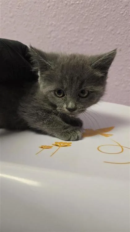 Pancake