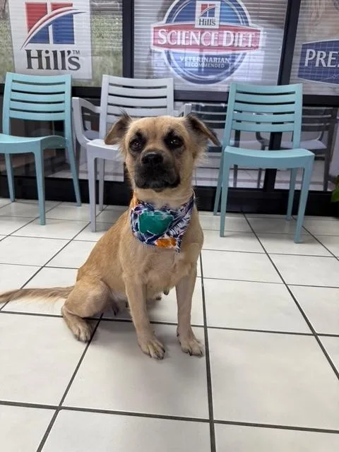 An adult medium-sized female Shepherd dog named Aveline for adoption in North Reading, MA
