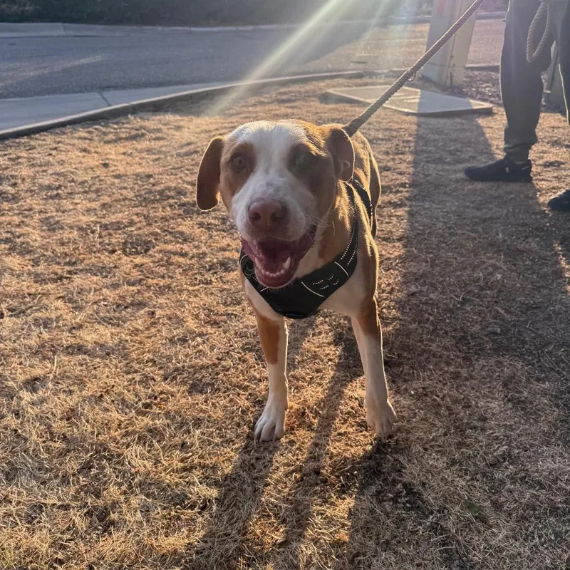 A young medium-sized female Pit Bull Terrier dog named Kenya for adoption in Parker, CO