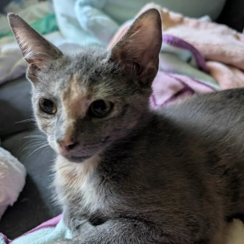 A baby small-sized female Tortoiseshell Domestic Short Hair cat named Artemis for adoption in Coralville, IA