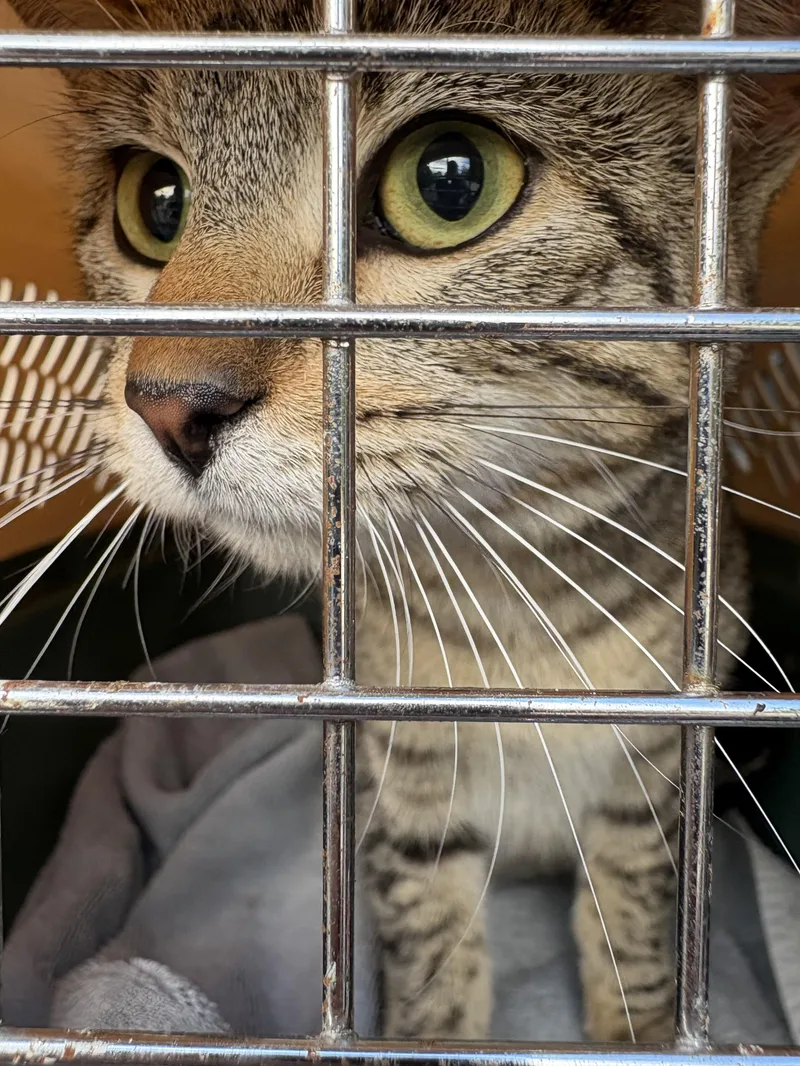 A baby small-sized female Tabby (Brown / Chocolate) Domestic Short Hair cat named Tessa for adoption in Belvidere, IL