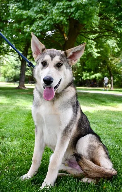An adult large-sized male Siberian Husky dog named Oakley for adoption in Yakima, WA