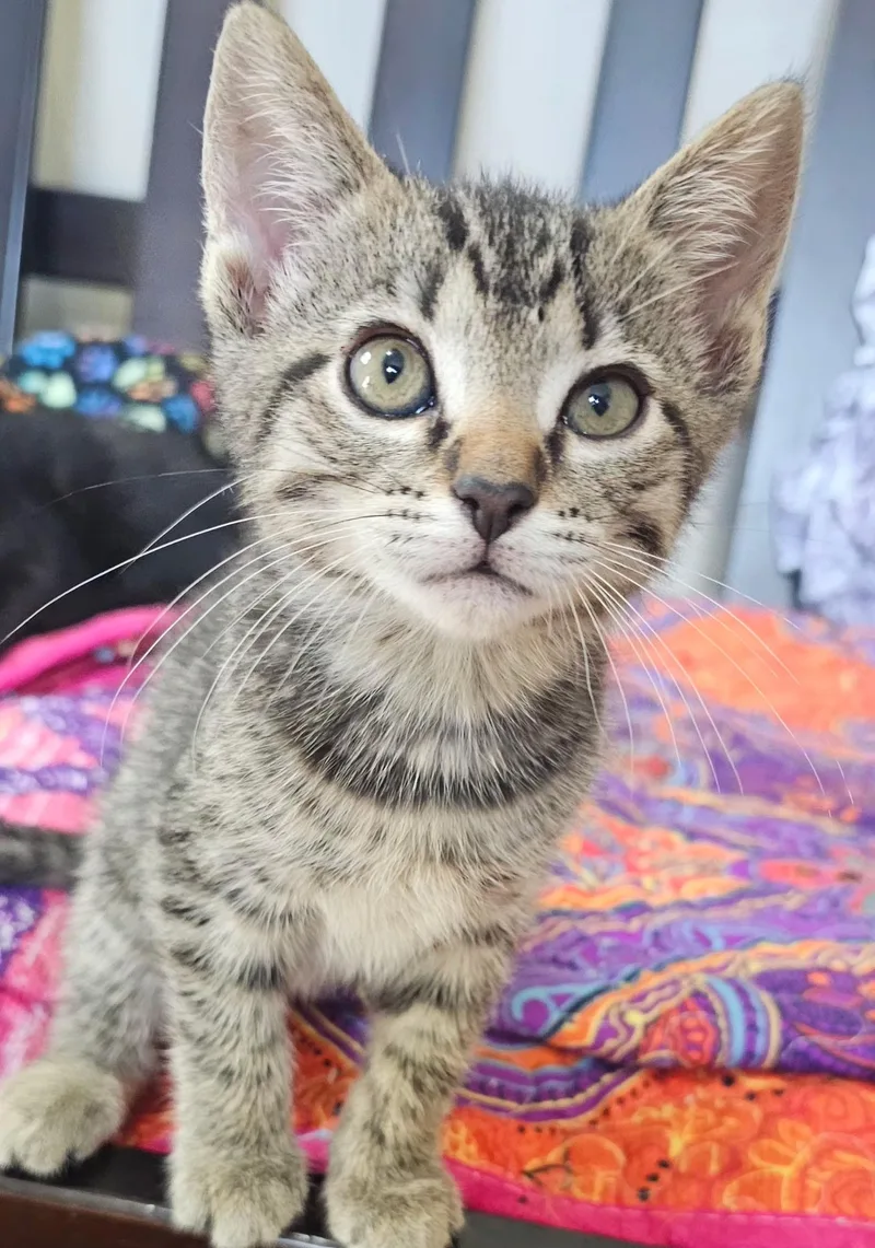 A baby small-sized female Tabby (Brown / Chocolate) Domestic Short Hair cat named Sweet Pea for adoption in Pittsburgh, PA