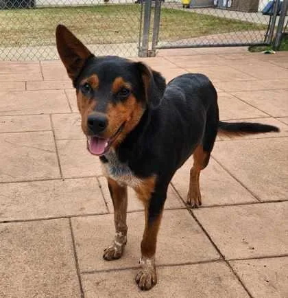 A young medium-sized male Australian Cattle Dog / Blue Heeler dog named Bruno for adoption in Columbia, IL