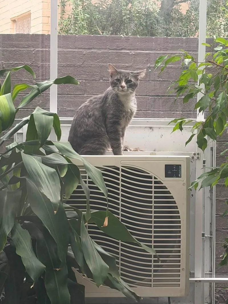 An adult medium-sized male American Shorthair cat named Frankie for adoption in Southlake, TX