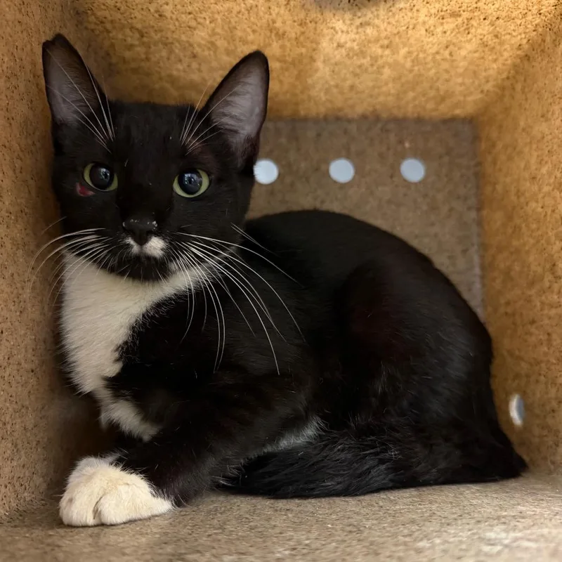 An adult small-sized female Black Domestic Short Hair cat named TUSCWildlife for adoption in Tuscaloosa, AL