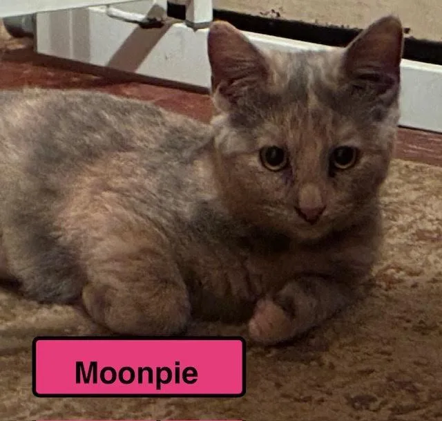A baby medium-sized female Domestic Short Hair cat named Moonpie for adoption in Zimmerman, MN