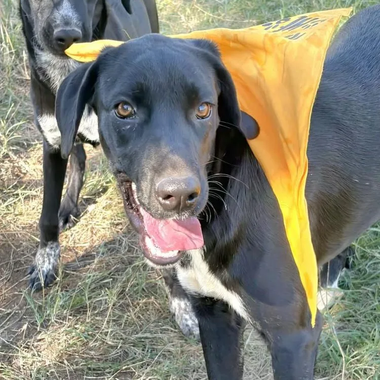 A young medium-sized female Border Collie dog named Lillie for adoption in Paradise, TX
