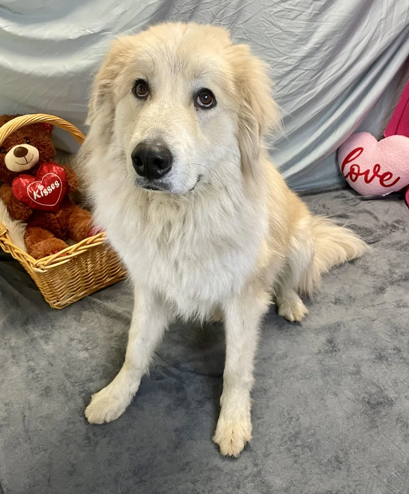 Kingston thumbnail 2