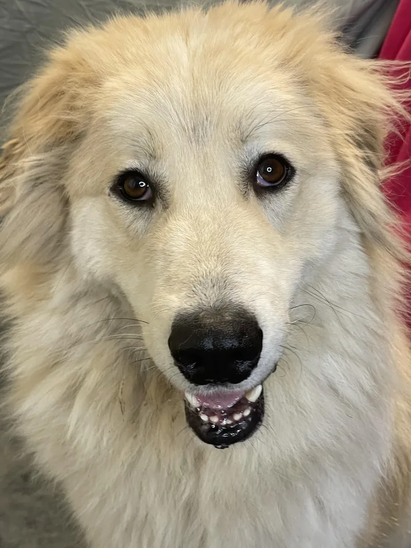 Kingston thumbnail 3