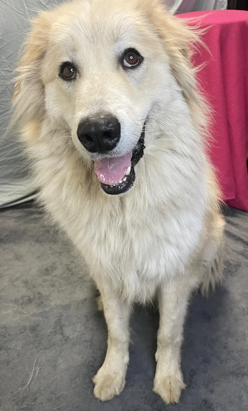 Kingston thumbnail 4