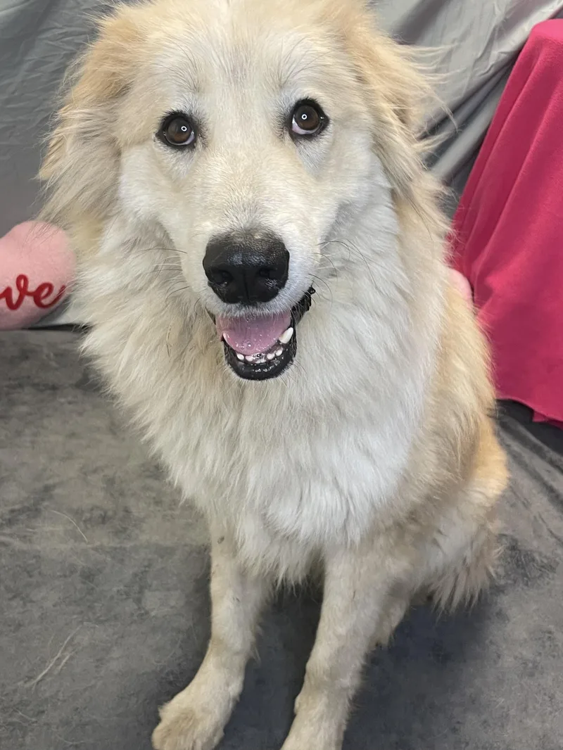 Kingston thumbnail 5