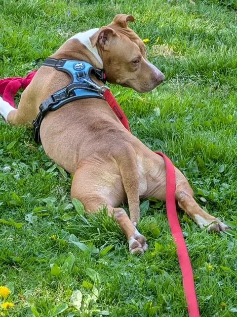 An adult medium-sized female Pit Bull Terrier dog named Jj for adoption in Lafayette Hill, PA