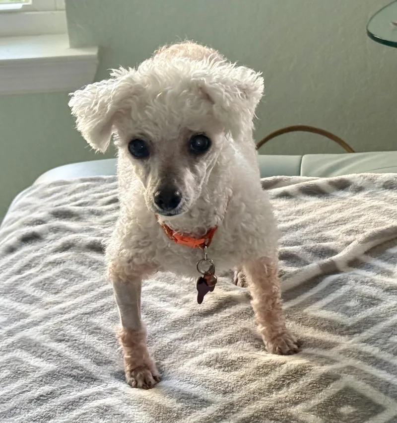 A senior small-sized female Miniature Poodle dog named Gertie for adoption in Cape Coral, FL