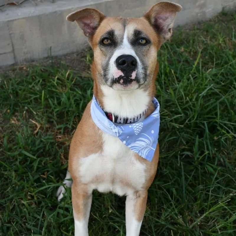 An adult medium-sized female Pit Bull Terrier dog named Honey for adoption in Beaumont, TX
