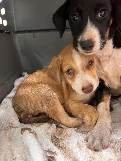 A baby small-sized male Terrier dog named Ranger for adoption in Honolulu, HI