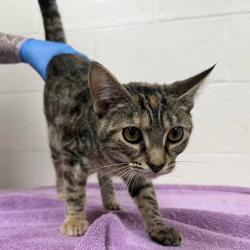A baby medium-sized female Domestic Short Hair cat named Pleasant As May for adoption in Fredericksburg, VA