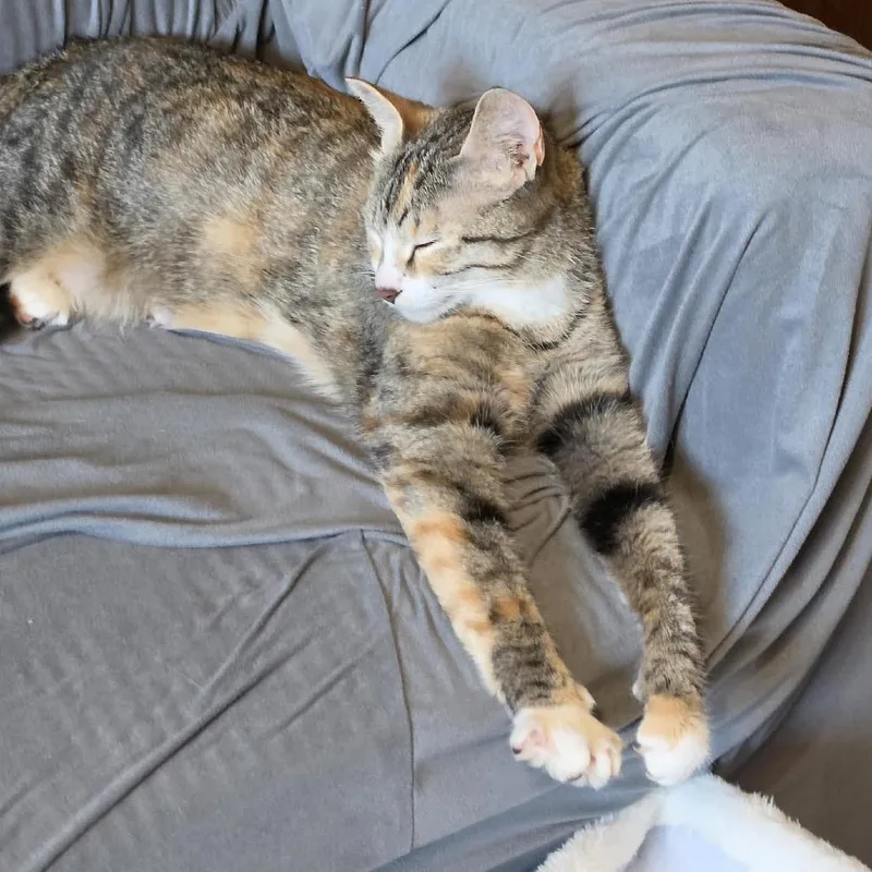 An adult medium-sized female Calico Domestic Short Hair cat named Kota C for adoption in Princeton, MN