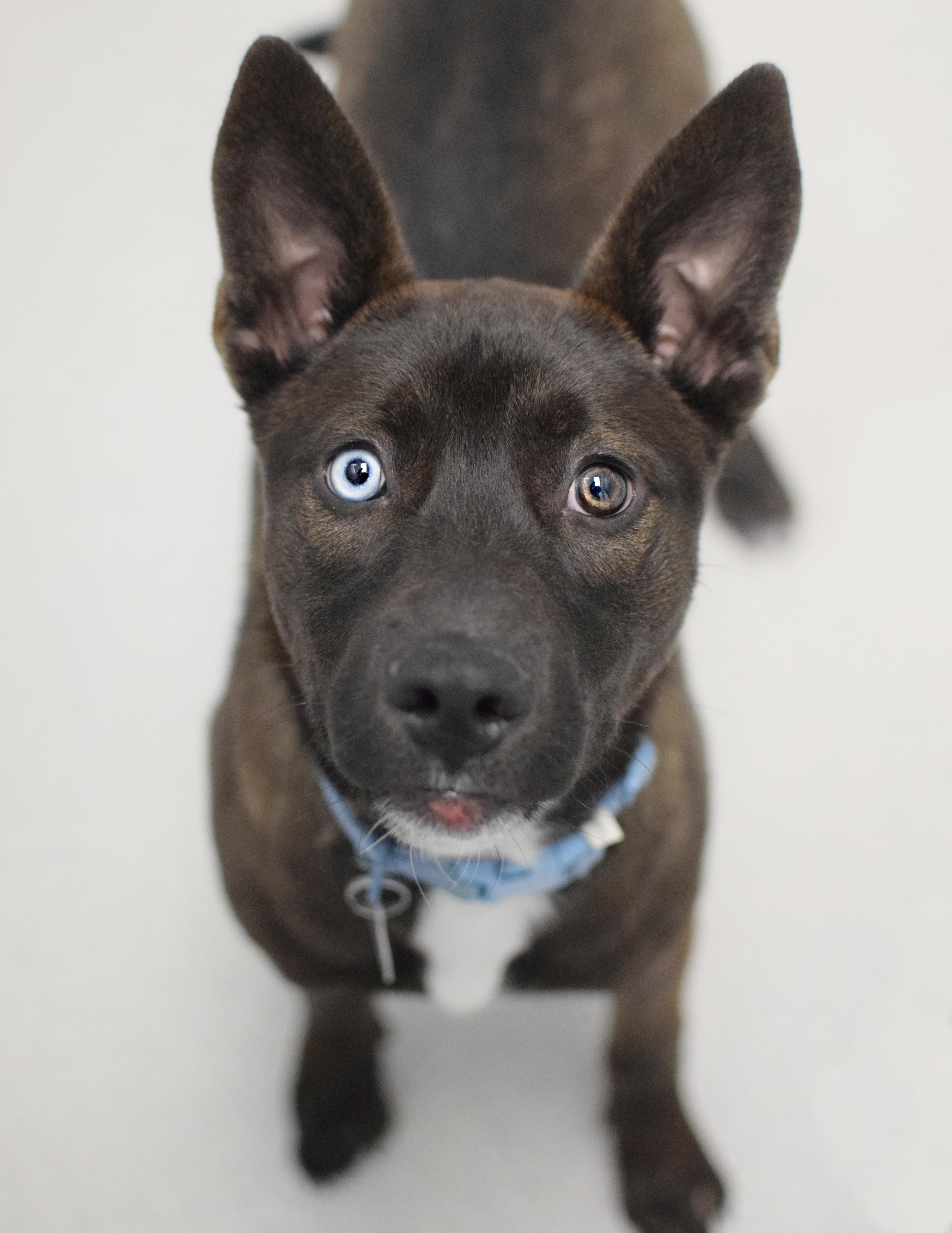 A young medium-sized male Bicolor Husky dog named Freya for adoption in Pontiac, MI