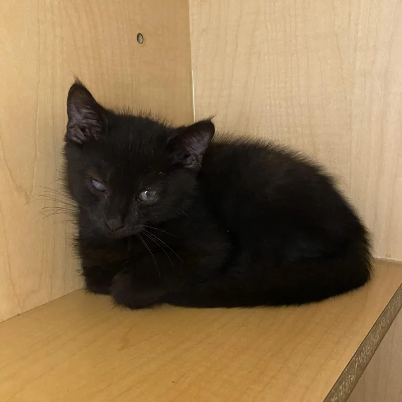 A baby small-sized male Black Domestic Short Hair cat named Spider for adoption in Washington Township, OH