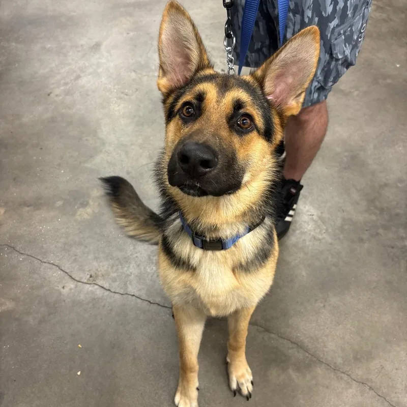 A young large-sized male German Shepherd Dog dog named Ethan for adoption in Tampa, FL