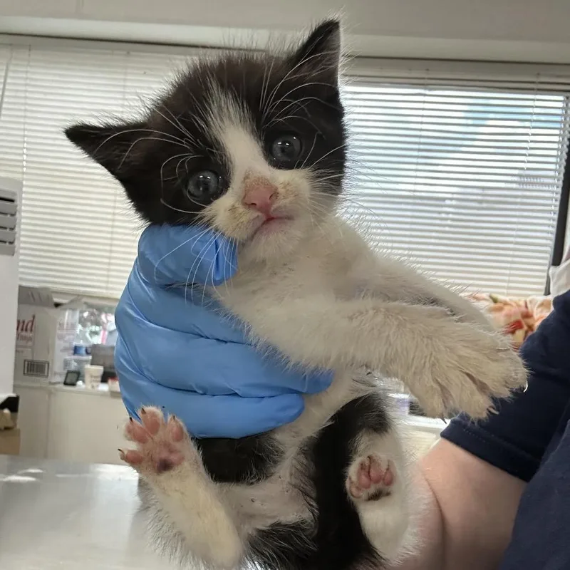 A baby small-sized male White Domestic Short Hair cat named Zion for adoption in Newark, NJ