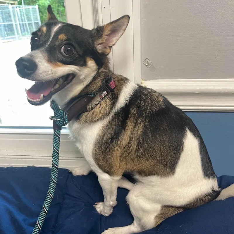 A young small-sized female Tricolor (Brown, Black, & White) Pomeranian dog named Luna for adoption in Sunderland, MD