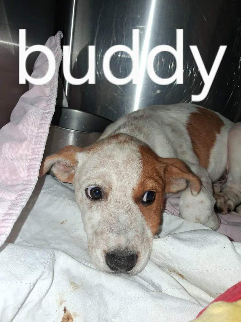Buddy