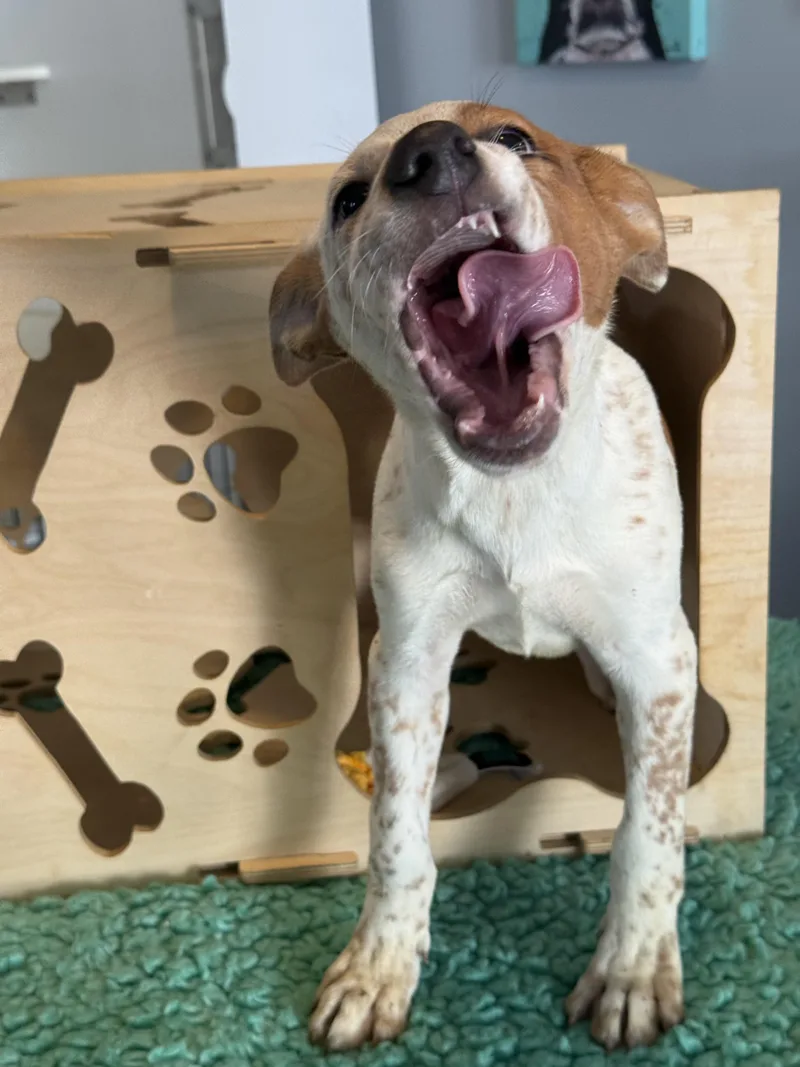 Buddy thumbnail 2