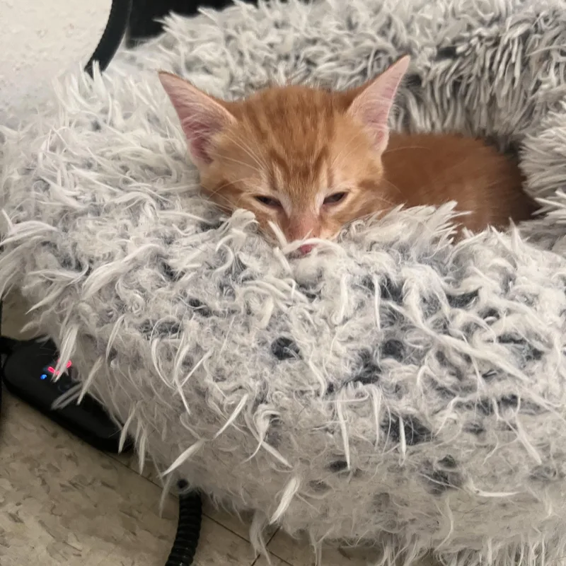 A baby medium-sized male Tabby (Orange / Red) Domestic Short Hair cat named Wilson Riley Fuzzell for adoption in Spring, TX