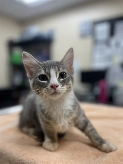 A baby small-sized male Domestic Medium Hair cat named Quinn for adoption in Aliquippa, PA