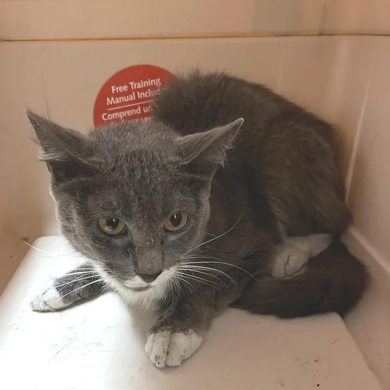 An adult medium-sized female Gray / Blue / Silver Domestic Short Hair cat named Halligan for adoption in Chattanooga, TN
