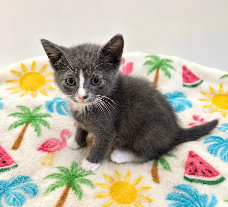 A baby medium-sized female Gray & White Domestic Short Hair cat named Bagel Bite for adoption in Greensboro, NC