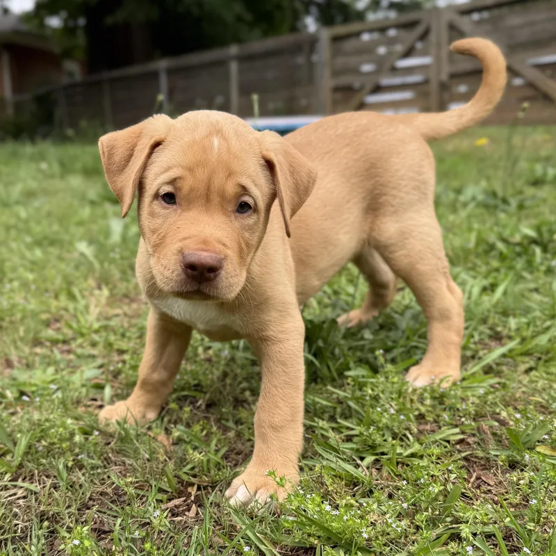A baby large-sized male Yellow / Tan / Blond / Fawn Mixed Breed dog named Chewy for adoption in Jackson, GA