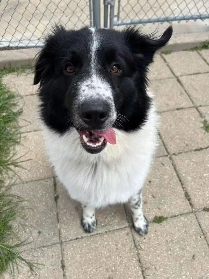 An adult medium-sized female Black Great Pyrenees dog named Feef for adoption in Pacific, MO
