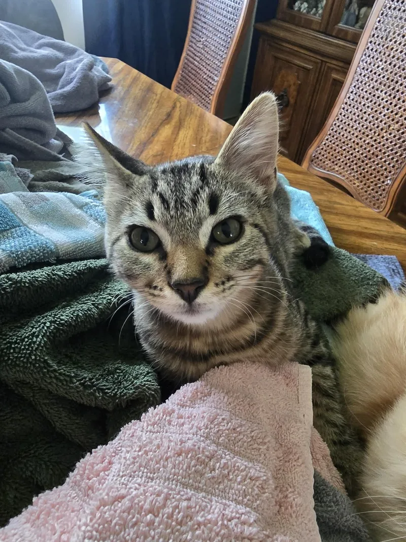 A baby small-sized male Tabby (Brown / Chocolate) Domestic Short Hair cat named Mo for adoption in Burlington, IA